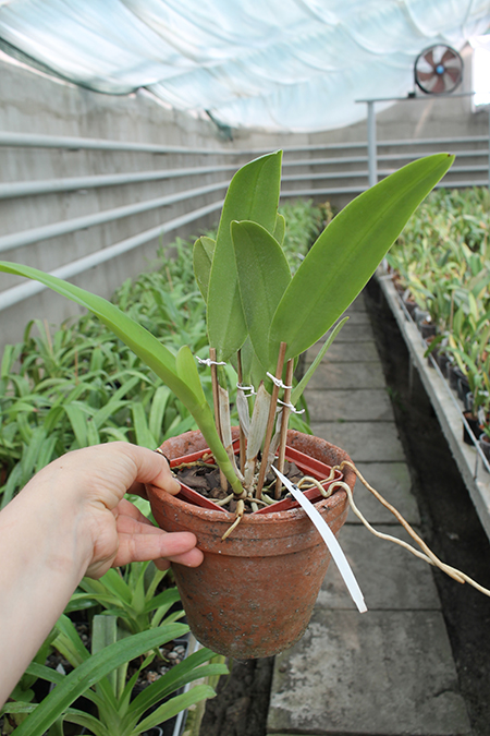 Cattleya maxima rubra 'Peruana' x SELF.jpg