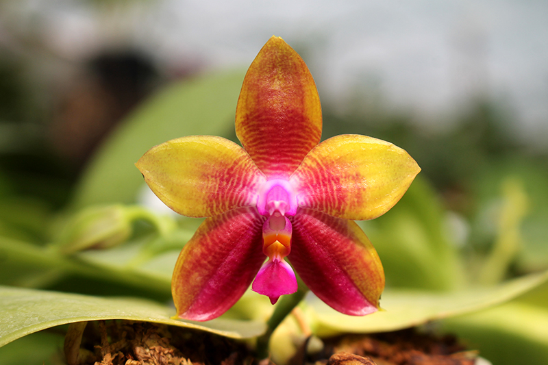 Phalaenopsis LD Emerald Bear x LD Double Dragon.jpg
