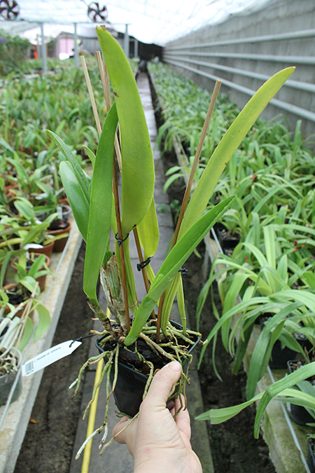 Cattleya mossiae amoena.jpg