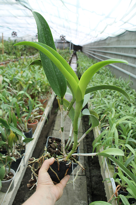 Cattlianthe Sagarik Wax.jpg