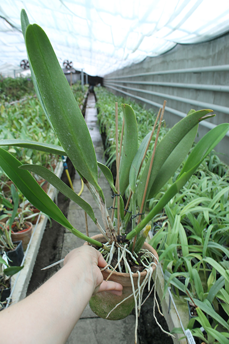 Cattleya Tiffin Bells.jpg