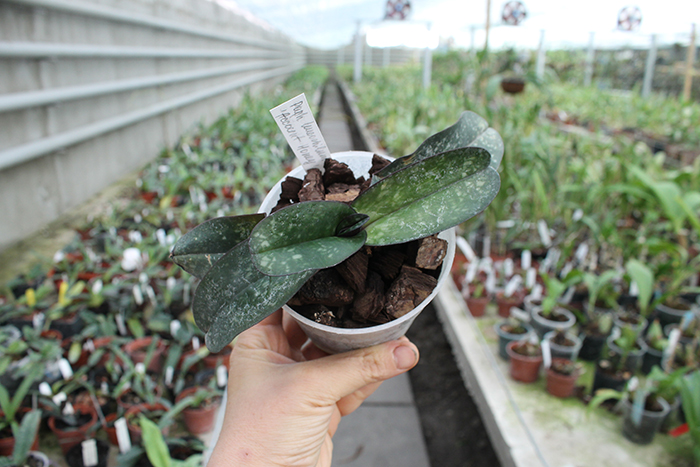 Paphiopedilum leucochilum 'Account Honey'.jpg