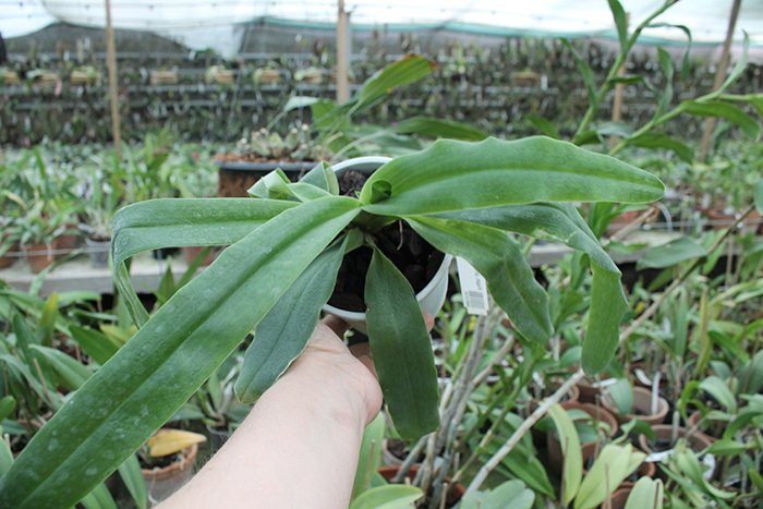 Paphiopedilum primulinum alba.jpg
