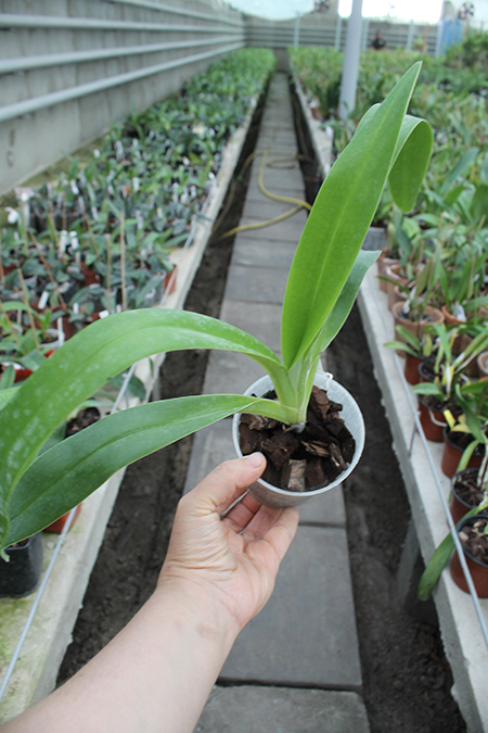 Paphiopedilum Mercatelii (stonei x lowii).jpg