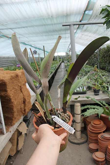 Brassolaeliocattleya Eve Marie Barnett 'Magnificent Watermelon Gold' x Brassolaeliocattleya Sanyung Ruby 'Shin Mei'.jpg