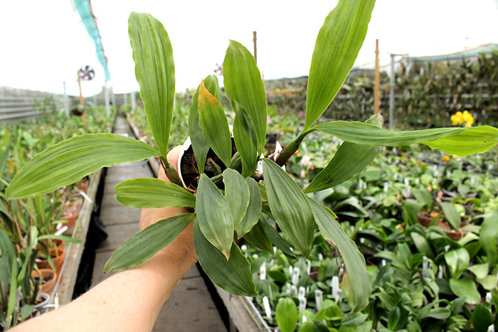 Pholidota chinensis.jpg