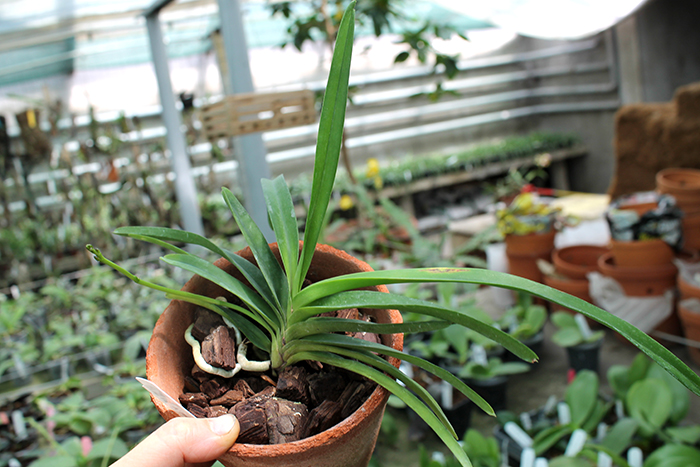 Vanda lamellata.jpg