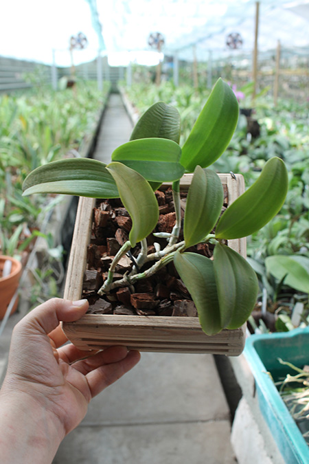 Cattleya aclandiae albina maculata.jpg