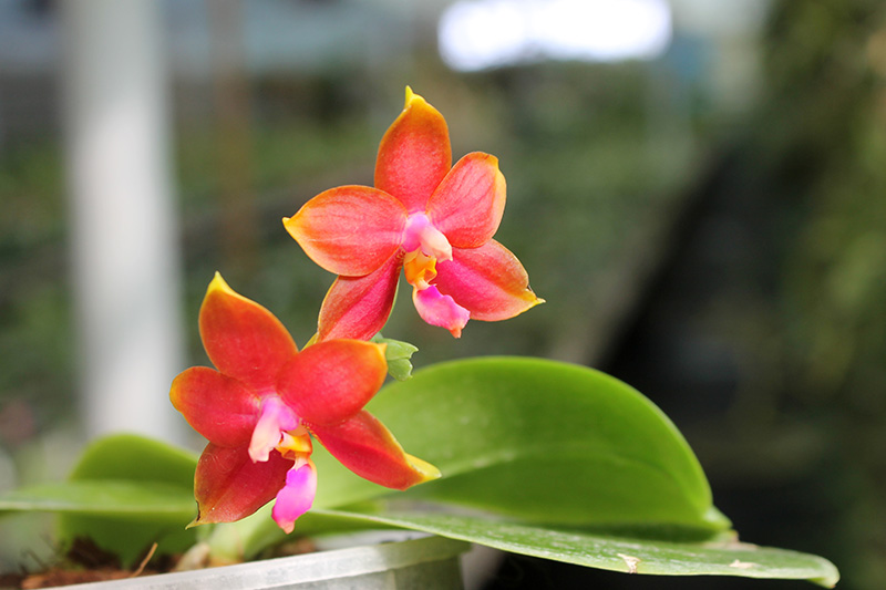 Phalaenopsis Mituo Prince x bellina.jpg