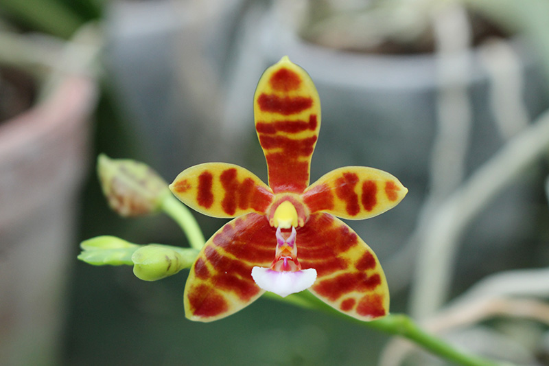 Phalaenopsis Little Leopard (mariae x cornu-cervi).jpg