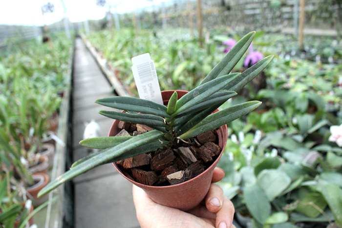 Vandachostylis Thailand x Vanda Pachara Delight 'Blue'.jpg