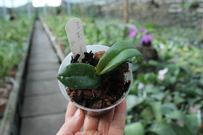 Asconopsis Jiaho's Orange x Rhynchostylis coelestis blue.jpg