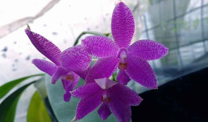Phalaenopsis Joey x Samera indigo.jpg