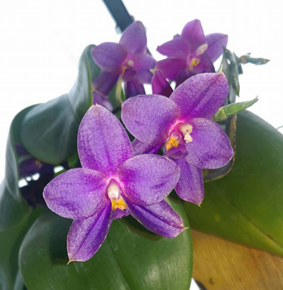 Phalaenopsis Joey x Samera indigo.jpg