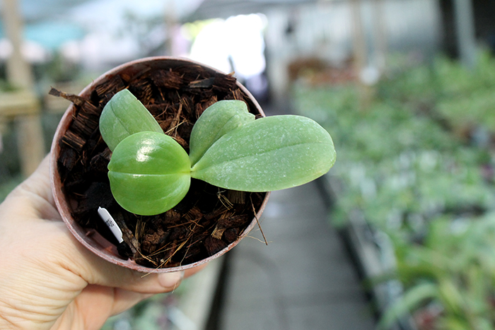 Phalaenopsis KS Super Zebra 'Yung-Ho'.jpg