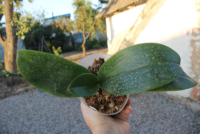 Phalaenopsis Tzu Chiang Chrisna.jpg