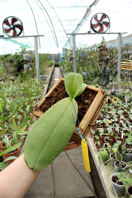Phalaenopsis Mok Choi Yew.jpg
