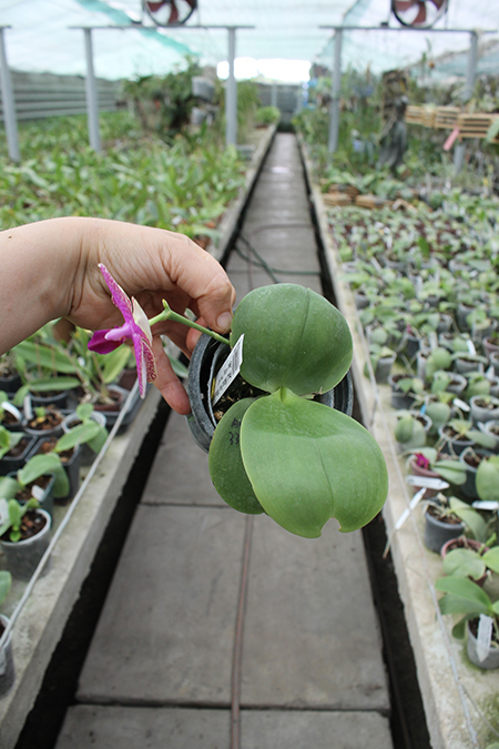 Phalaenopsis Mituo Sun 'Mituo #1' x Ld's Bear King 'YK-14'.jpg