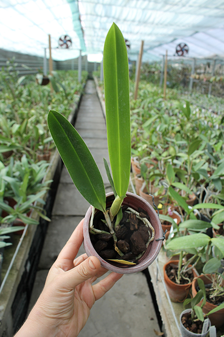 Laelia crispa vinicolor.jpg