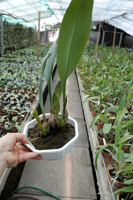 Bulbophyllum carunculatum.jpg