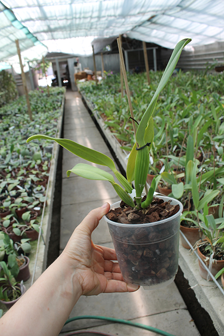Cattleya labiata concolor 'Simoes' SELF.jpg
