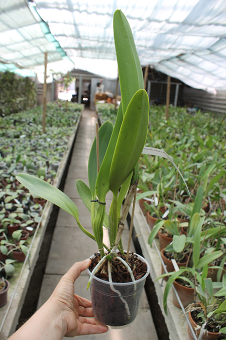 Cattleya labiata semi alba 'Robusta' SELF.jpg