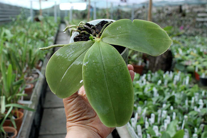 Phalaenopsis bellina 'blue'.jpg