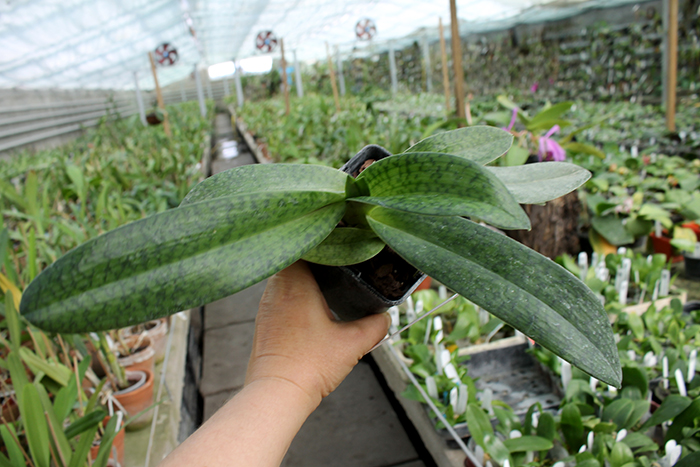 Paphiopedilum Alma Geveart 'Hager's' x Paphiopedilum philippinense var alba 'Kou'.jpg
