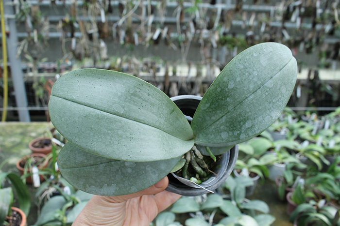 Phalaenopsis stuartiana punctatissima x mannii 'Dark'.jpg