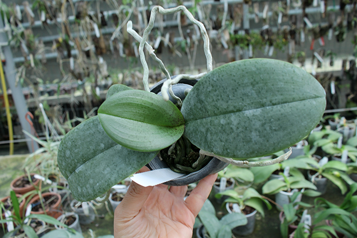 Phalaenopsis stuartiana x finleyi.jpg