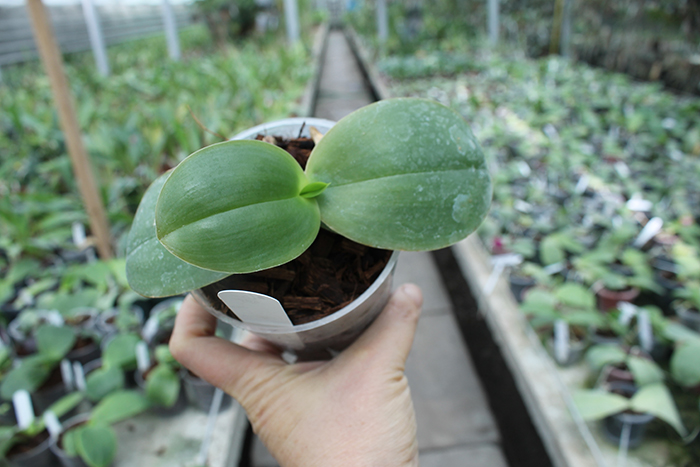 Phalaenopsis Ld's Bear King x gigantea.jpg