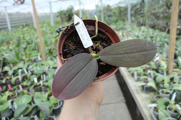 Phalaenopsis Al Green Eagle x Mituo Sun.jpg