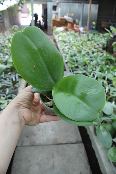 Phalaenopsis Chienlung Sweet Parrot.jpg