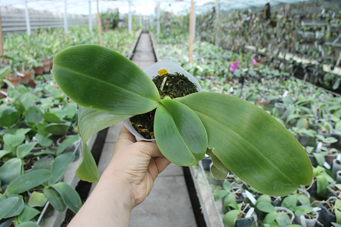 Phalaenopsis Pylo's Mosaic.jpg