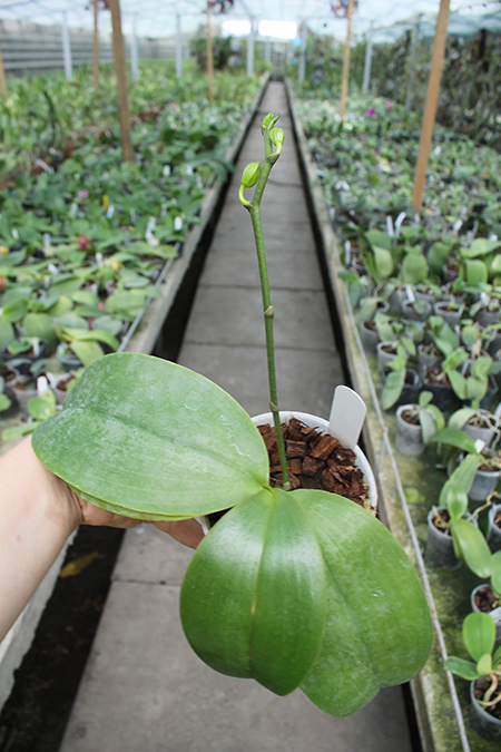 Phalaenopsis (stuartiana x celebensis) x Ld’s Bear Queen.jpg