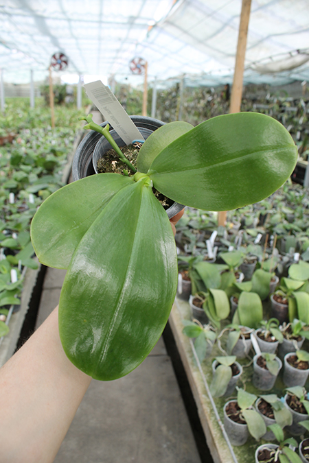 Phalaenopsis Mituo Prince 'Chin Ming'.jpg