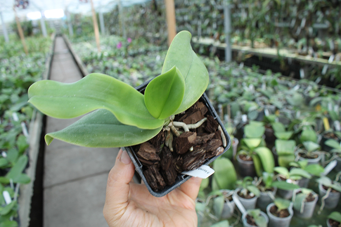 Doritaenopsis Kenneth Schubert x Phalaenopsis bellina blue.jpg