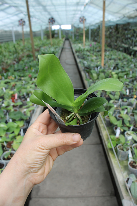 Phalaenopsis corningiana 'Chienlung' x bastianii 'CLR'.jpg