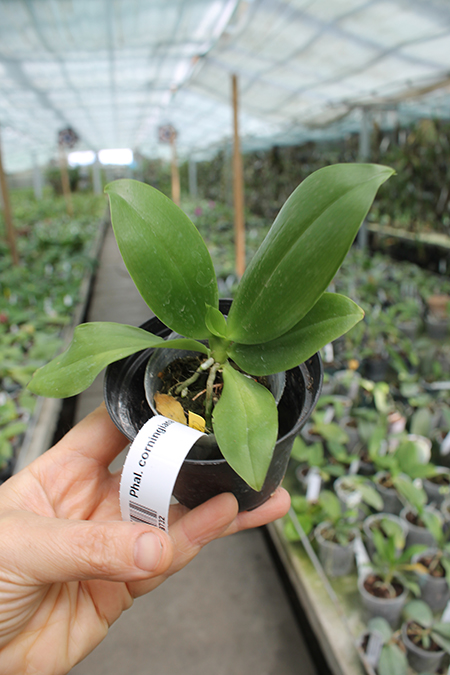 Phalaenopsis corningiana.jpg