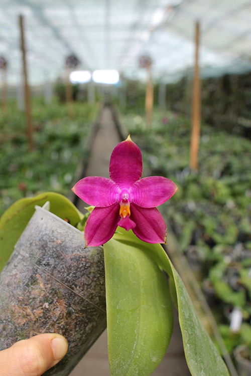 Phalaenopsis Mituo Coral Mambonosa x LD's bear Queen.jpg
