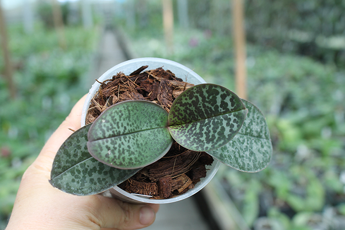 Phalaenopsis stuartiana 'Sogo'.jpg