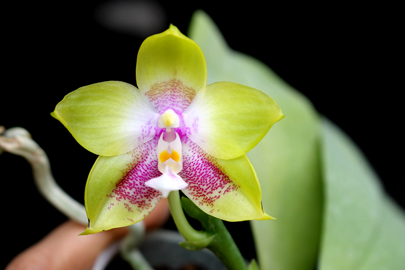 Phalaenopsis Ld's Bear King 'YK-7 ' x Dragon Tree Eagle '168'.jpg
