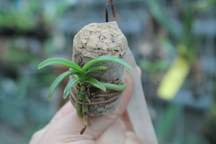 Rangaeris amaniensis.jpg