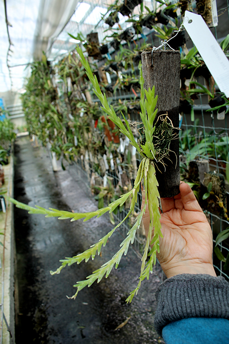 Lockhartia oerstedii.jpg