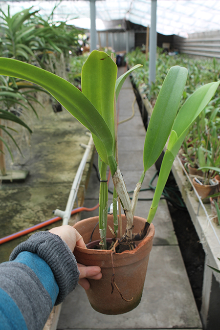Brassolaeliocattleya Success Dream 'Miracles'.jpg