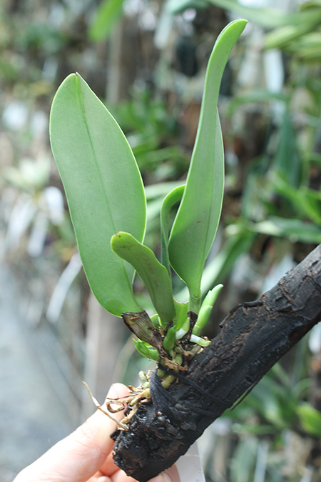 Cattleya dowiana aurea.jpg