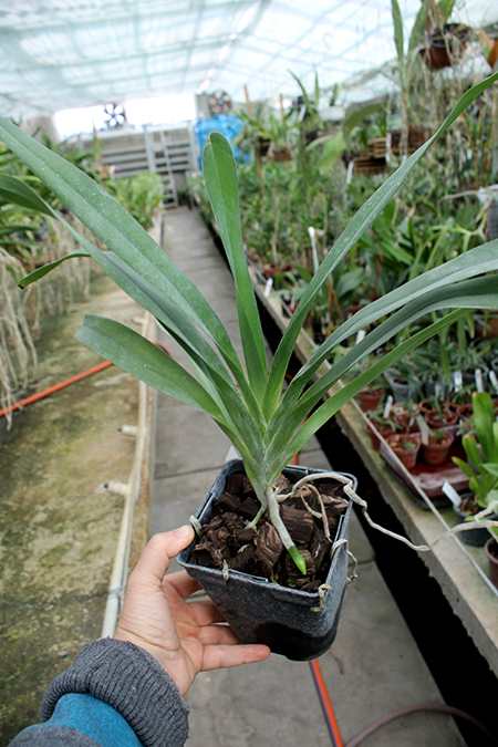 Angraecum bosseri.jpg