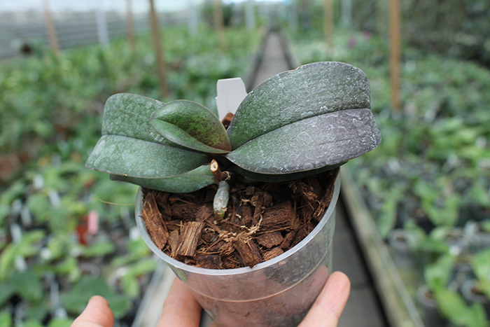 Phalaenopsis (Jiaho's Orange x schilleriana ) 'KF'.jpg