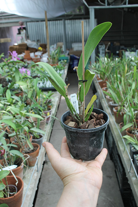 Rhyncattleanthe Young-min Orange 'Golden Satisfaction'.jpg