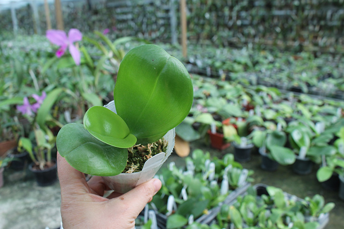 Phalaenopsis Mituo Sun x Palace Reef.jpg